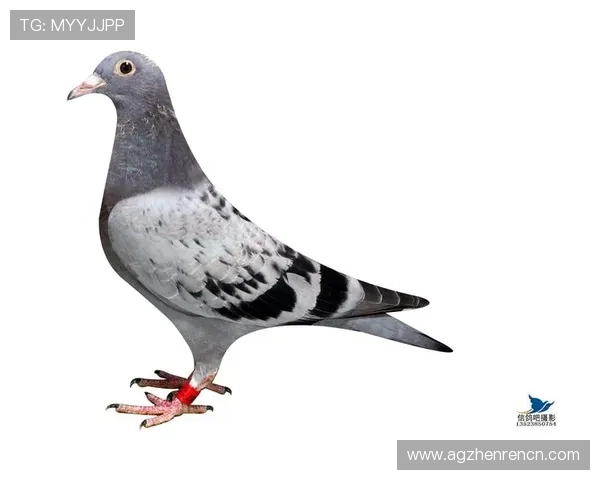 安全登录AG国际馆，保护个人信息的实用技巧与注意事项全攻略